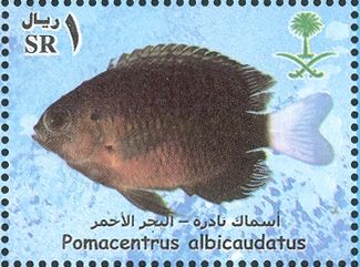 Whitefin Damsel (Pomacentrus albicaudatus)
