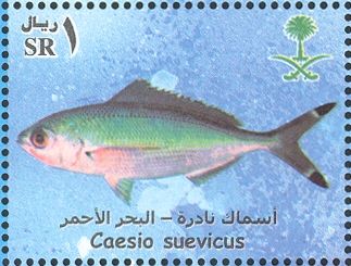Suez Fusilier (Caesio suevicus)
