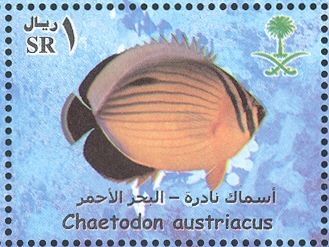 Black-tailed Butterflyfish (Chaetodon austriacus)