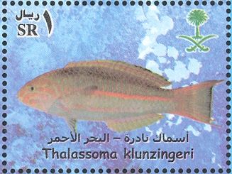Klunzinger's Wrasse (Thalassoma klunzingeri)