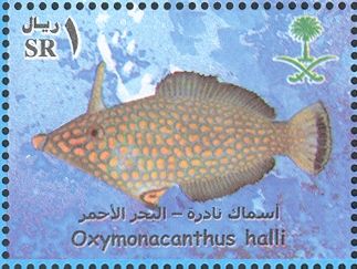 Red Sea Longnose Filefish (Oxymonacanthus halli)