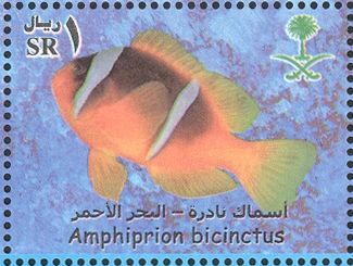 Twoband Anemonefish (Amphiprion bicinctus)