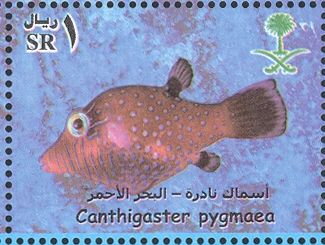 Pygmy Toby (Canthigaster pygmaea)