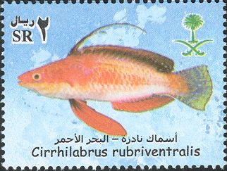Social Wrasse (Cirrhilabrus rubriventralis)