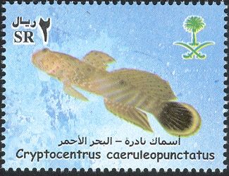 Harlequin Prawn-goby (Cryptocentrus caeruleopunctatus)