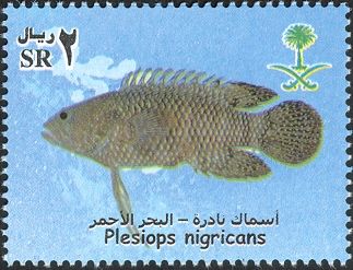 Whitespotted Longfin (Plesiops nigricans)