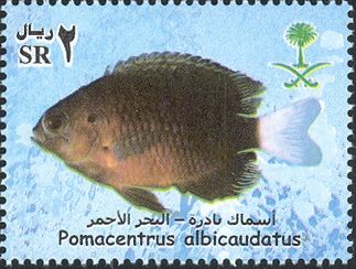 Whitefin Damsel (Pomacentrus albicaudatus)