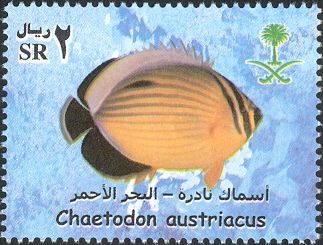Black-tailed Butterflyfish (Chaetodon austriacus)
