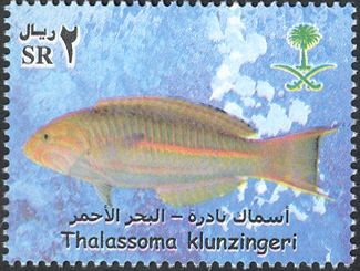 Klunzinger's Wrasse (Thalassoma klunzingeri)