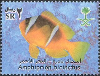 Twoband Anemonefish (Amphiprion bicinctus)
