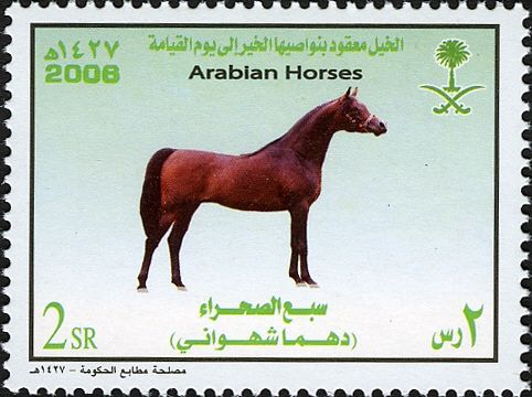 Arabian Horse „Dahma Shahwni“  (Equus ferus caballus)