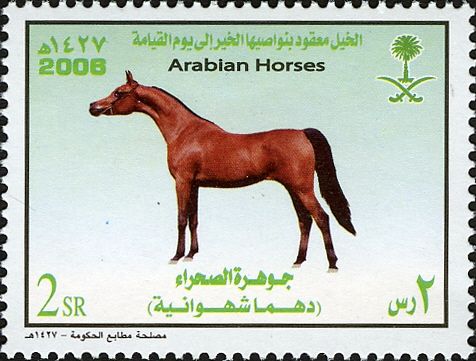 Arabian Horse „Dahma Shahwania“ (Equus ferus caballus)