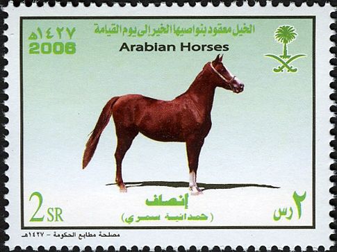 Arabian Horse „Hamdaniat Simri“ (Equus ferus caballus)