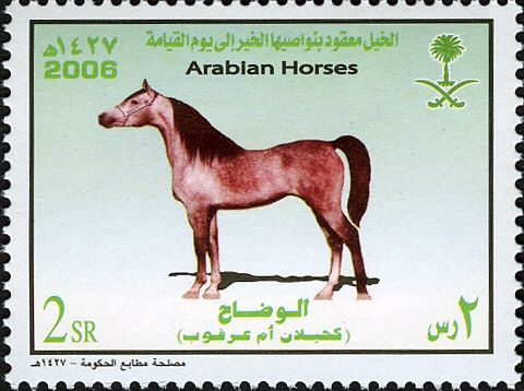 Arabian Horse „Kahilan om Arqoob“ (Equus ferus caballus)