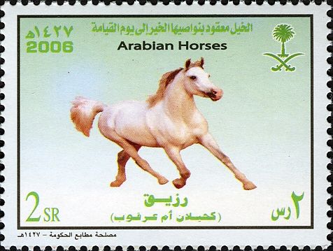 Arabian Horse „Kahilan om Arqoob“ (Equus ferus caballus)