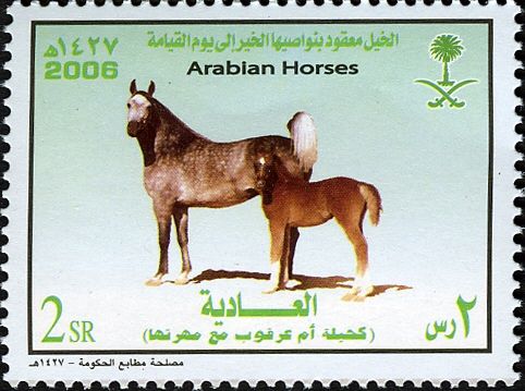 Arabian Horse „Kahilan om Arqoob“ (Equus ferus caballus)