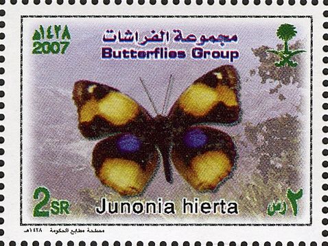 Yellow Pansy (Junonia hierta)