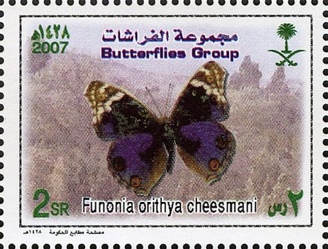 Blue Pansy (Funonia orithya cheesmani)