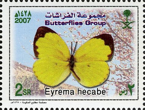 Large Grass Yellow (Eyrema hecabe)