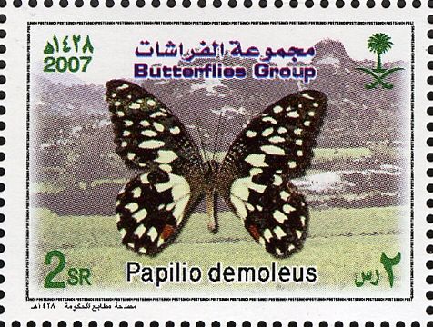 Lime Swallowtail (Papilio demoleus)