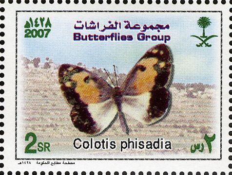 Blue-spotted Arab (Colotis phisadia)