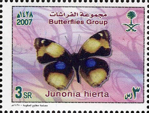 Yellow Pansy (Junonia hierta)