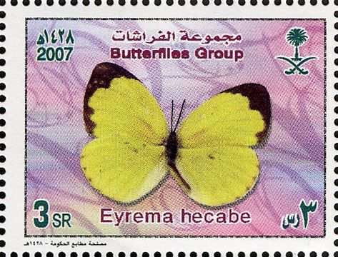 Large Grass Yellow (Eyrema hecabe)