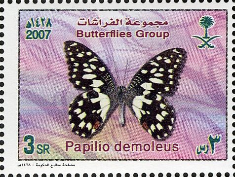 Lime Swallowtail (Papilio demoleus)