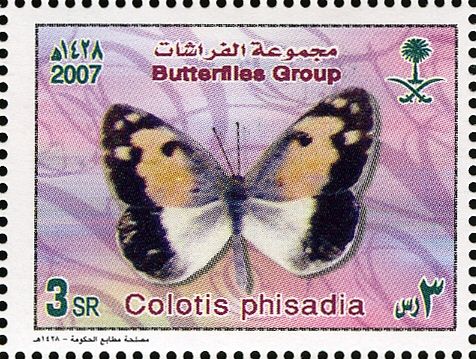 Blue-spotted Arab (Colotis phisadia)