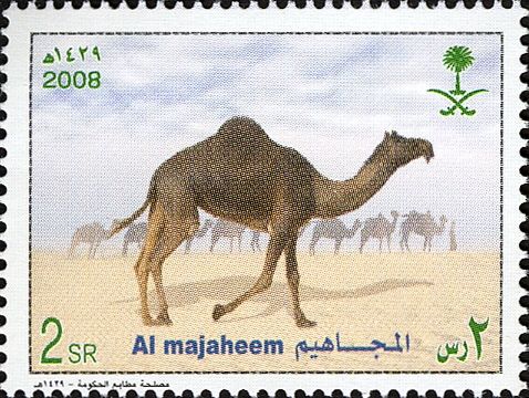 Dromedary (Camelus dromedarius)