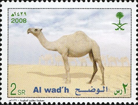 Dromedary (Camelus dromedarius)