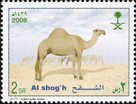 Dromedary (Camelus dromedarius)
