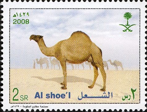 Dromedary (Camelus dromedarius)