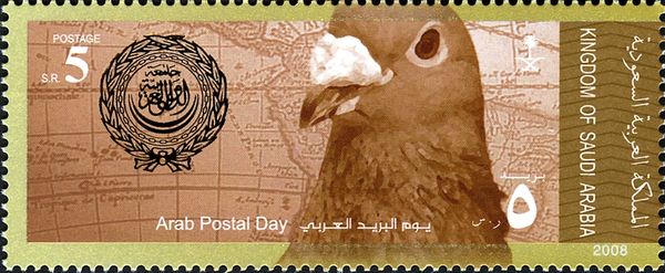 Carrier Pigeon (Columba livia forma domestica)