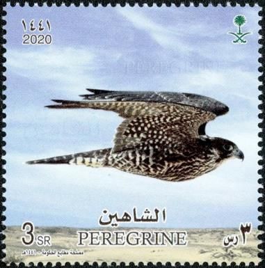 Peregrine Falcon (Falco peregrinus)