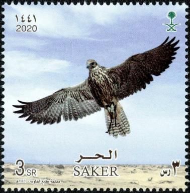Saker Falcon (Falco cherrug)