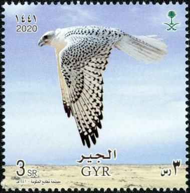 Gyrfalcon (Falco rusticolus)