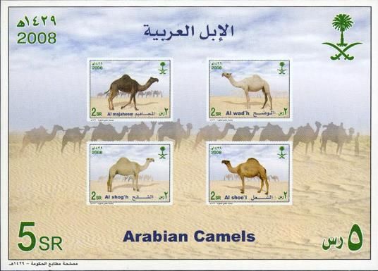 Dromedary (Camelus dromedarius)