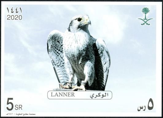 Lanner Falcon (Falco biarmicus)