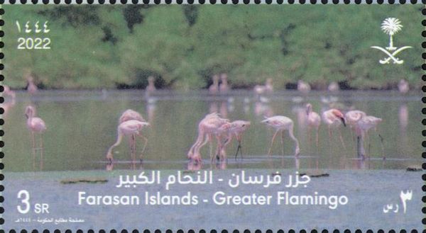 Greater Flamingo (Phoenicopterus roseus)