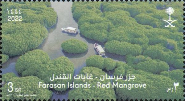 Red Mangrove (Rhizophora mucronata)