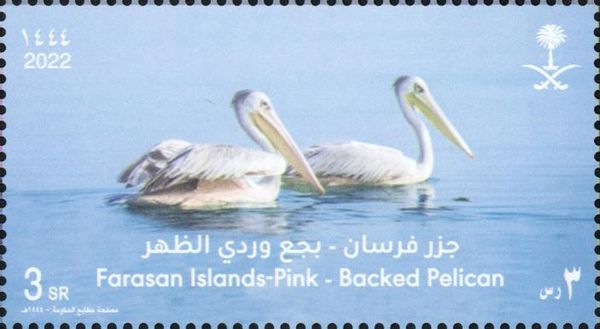 Backed Pelican (Pelecanus rufescens)