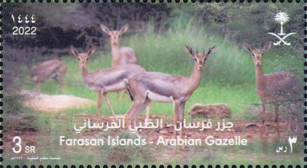 Arabian Gazelle (Gazella arabica)
