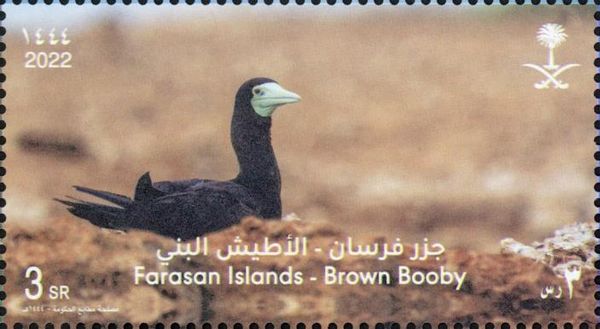 Brown Booby (Sula leucogaster)