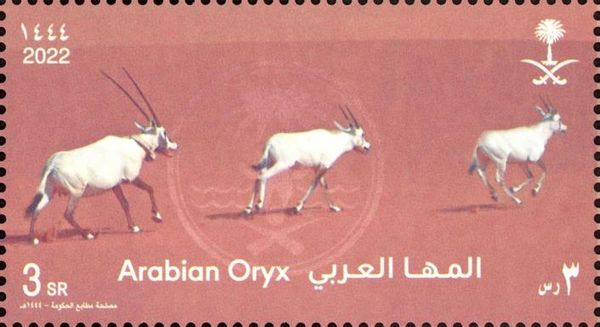 Arabian Oryx (Oryx leucoryx)