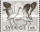 Common Crane (Grus grus)