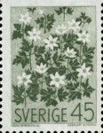 Wood Anemone (Anemone nemorosa)