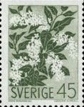 Bird cherry (Prunus padus)