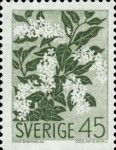 Bird cherry (Prunus padus)