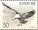 Great Black-backed Gull (Larus marinus)